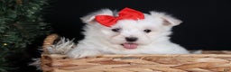 Maltese dogs for sale: ACE - Ad 11