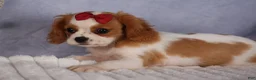 Cavalier King Charles Spaniel dogs for sale:  Nugget🐾 - Ad 10