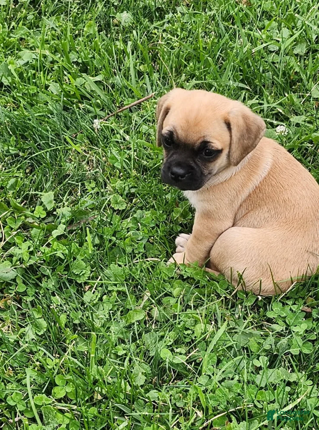 Mixed Breed dogs for sale: Kaitlyn - Ad 1