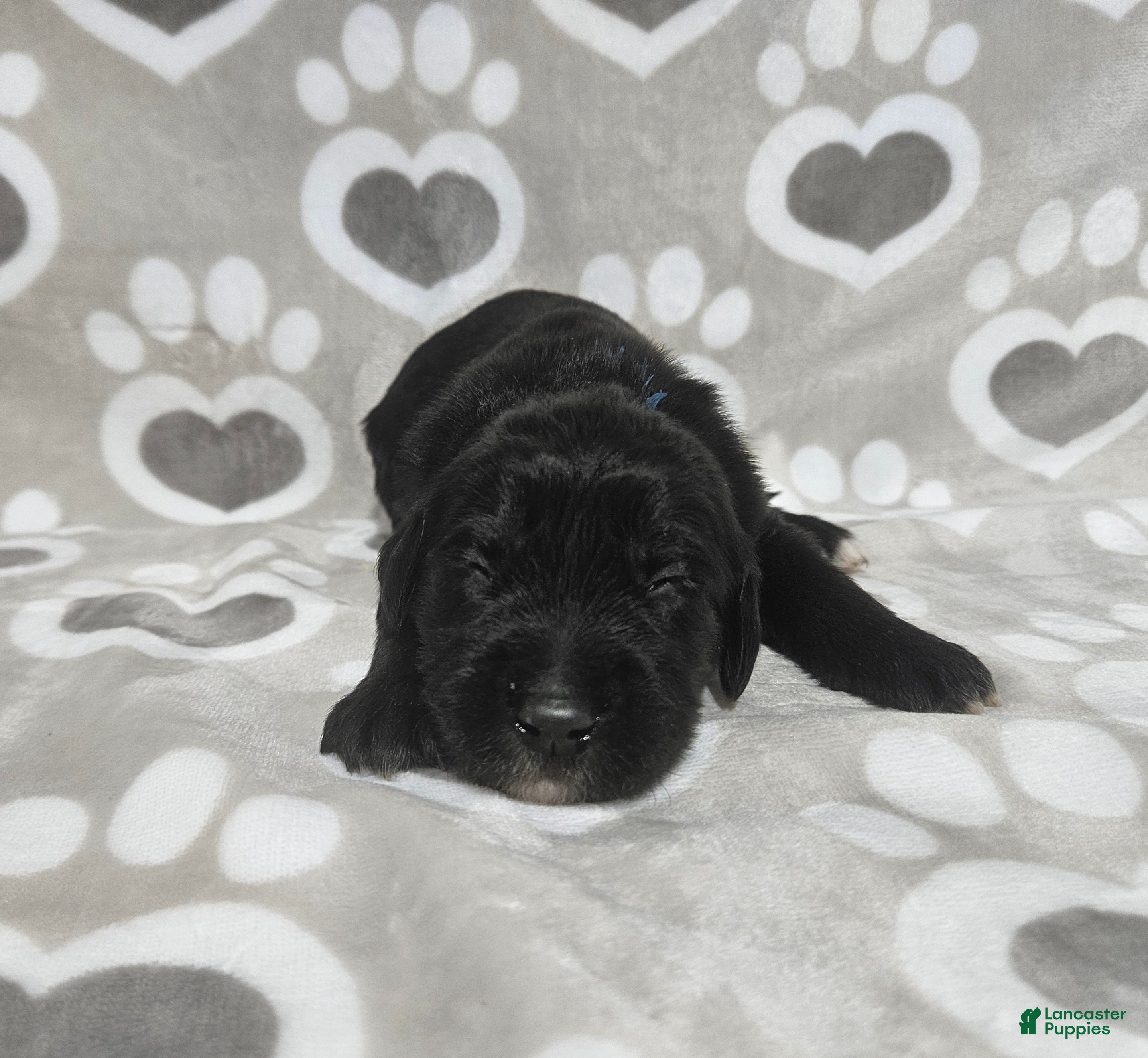 Goldendoodle dogs F1 Cucumber - Ad 31