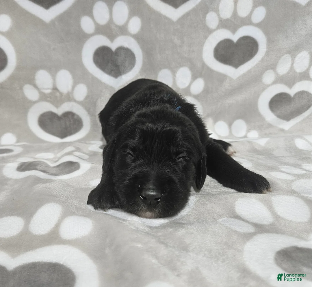 Goldendoodle dogs for sale: F1 Cucumber - Ad 1