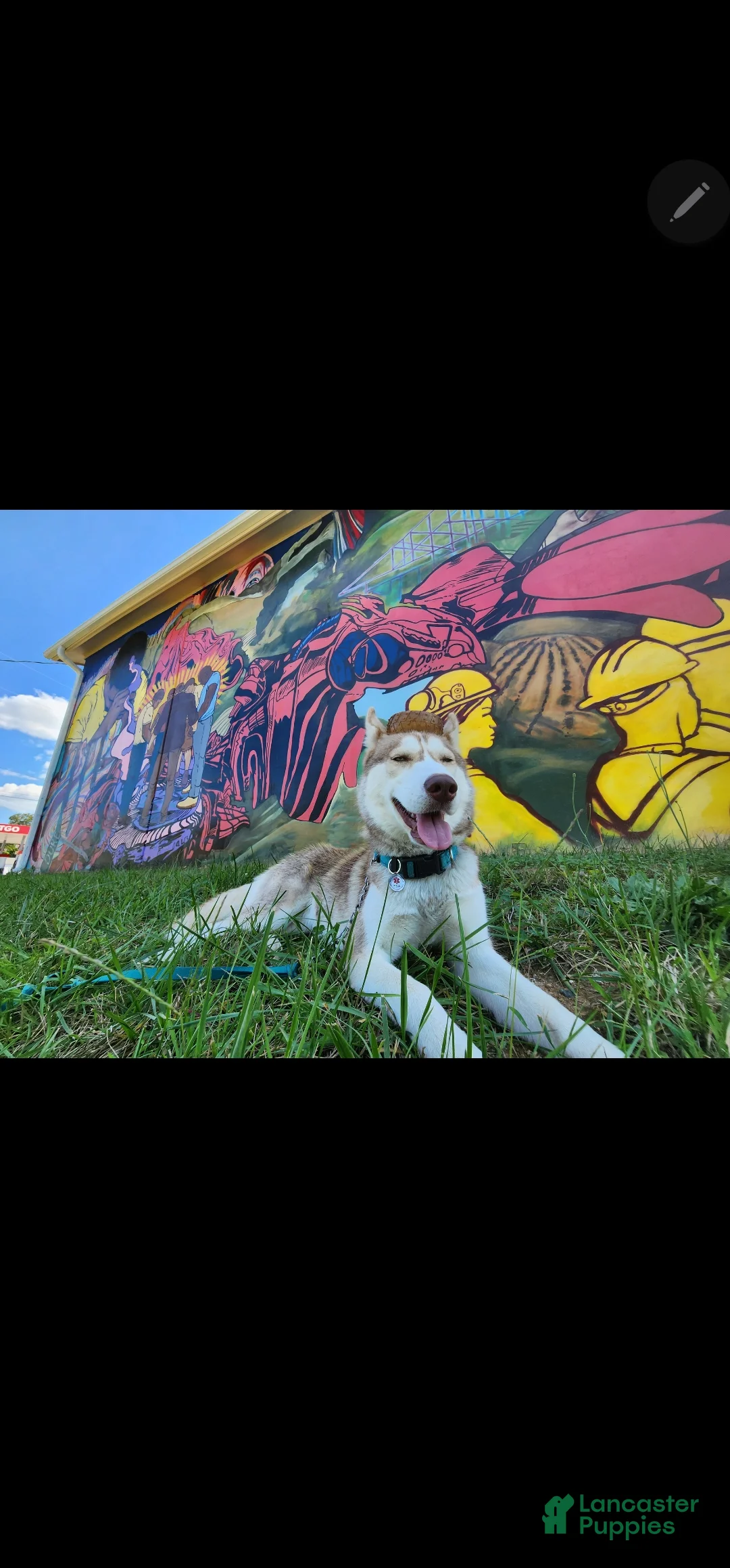 Mixed Breed dogs for sale: Mixed Breed Puppy 3 - Ad 3