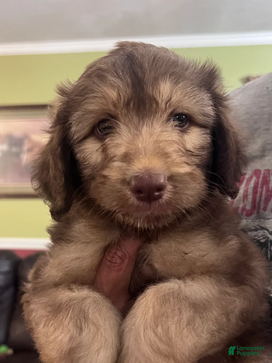 Aussiedoodle dogs for sale: Aussiedoodle 2 - Ad 1