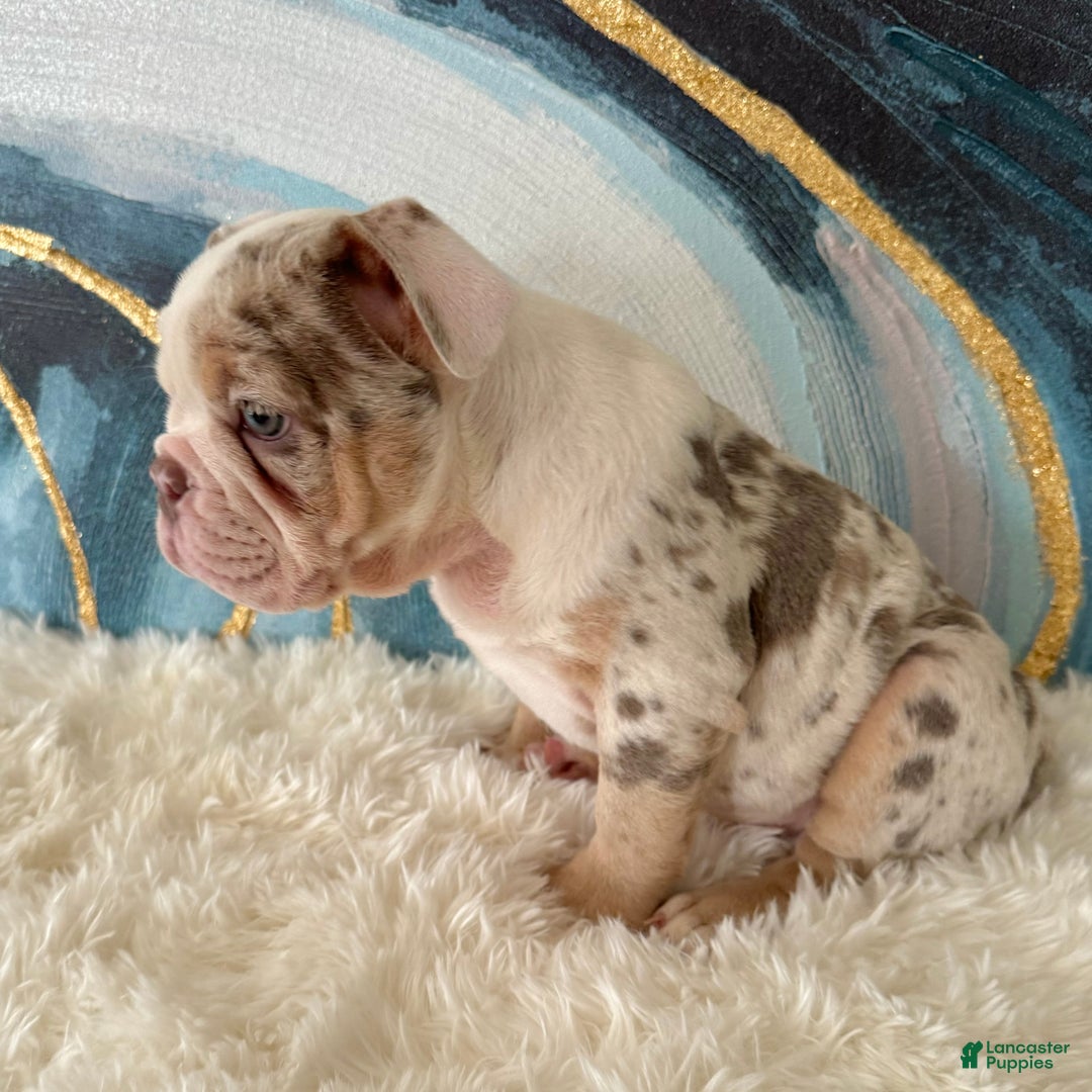 English Bulldog dogs for sale: Lulu - Ad 3