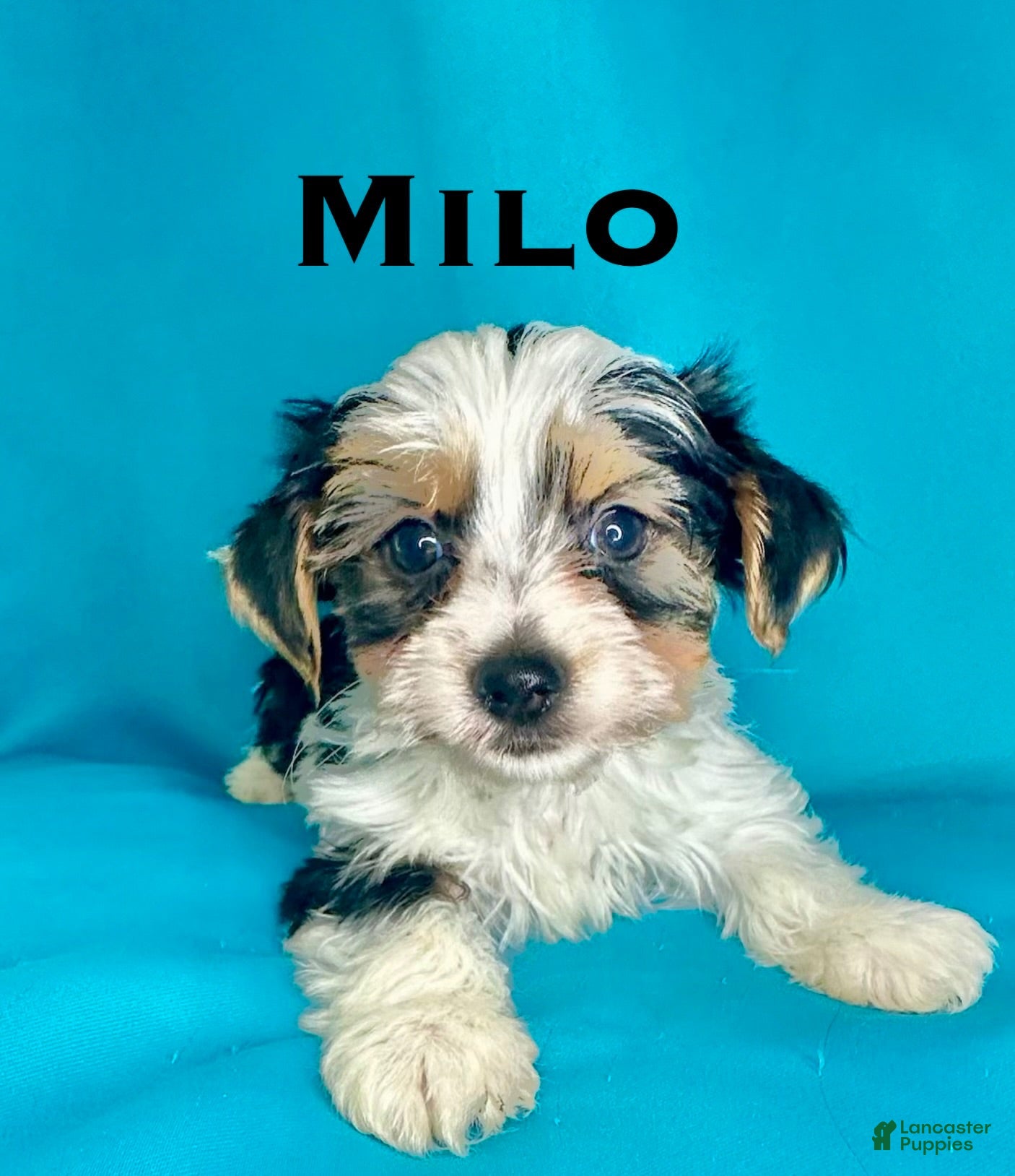 Biewer Terrier dogs Milo - Ad 1