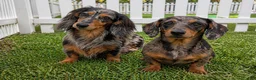 Miniature Dachshund dogs for sale: Willow - Ad 7