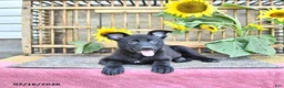 Mixed Breed dogs for sale: Averie - Ad 4