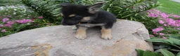 German Shepherd dogs for sale: German Shepherd Skyley 1 - Ad 6