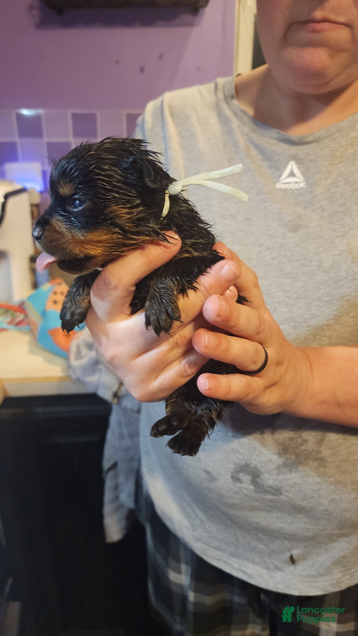 Rottweiler dogs Rottweiler Puppy 10 - Ad 24