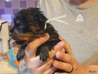 Rottweiler dogs Rottweiler Puppy 10 - Ad 24