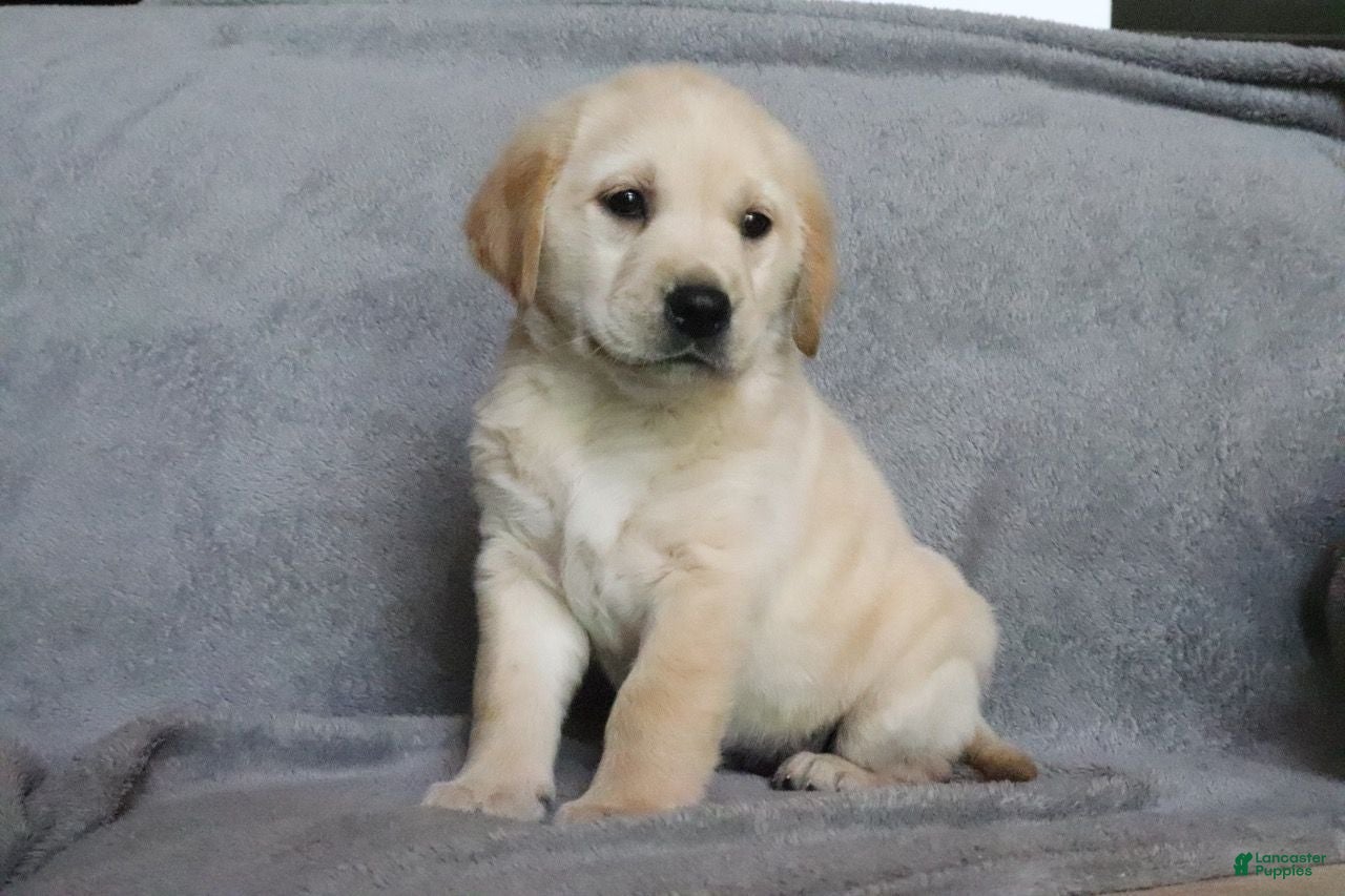 Goldador dogs Sugar  - Ad 2