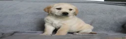 Goldador dogs for sale: Sugar  - Ad 2