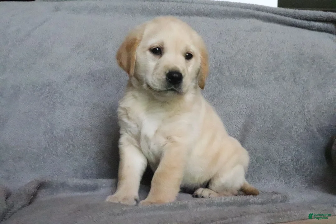 Goldador dogs for sale: Sugar  - Ad 2