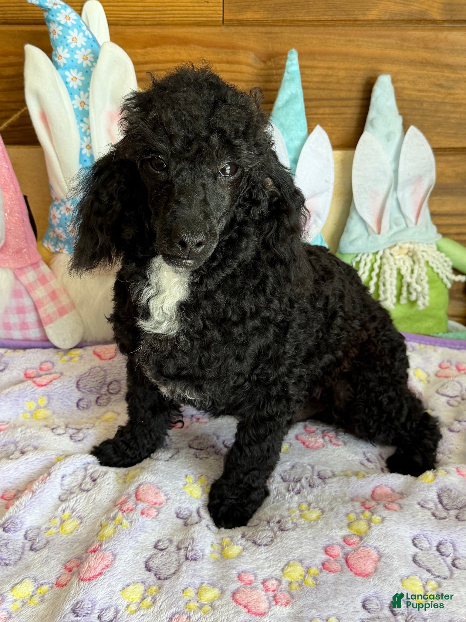 Toy Poodle dogs Prince - Ad 42