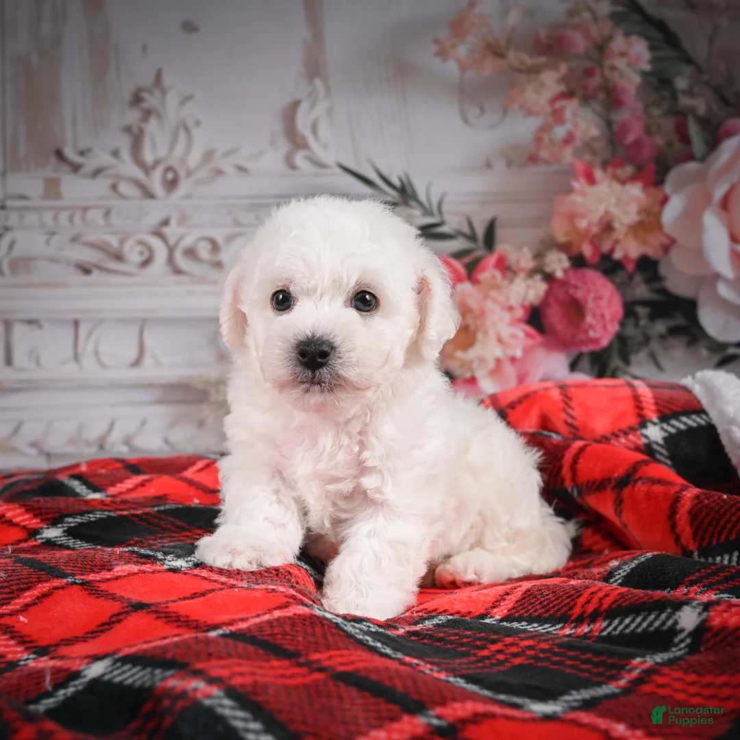 Bichon Frise dogs for sale: AKC-Rolo - Ad 1