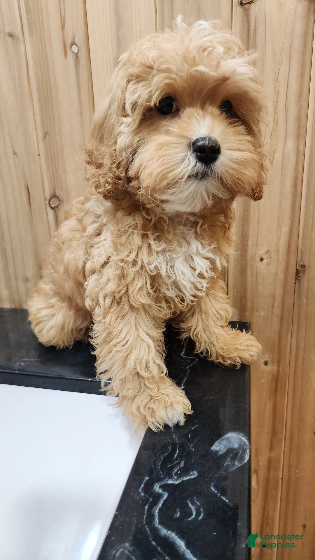 Cavapoo dogs for sale: Snorey - Ad 2