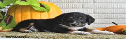 Mixed Breed dogs for sale: Alex - Ad 5