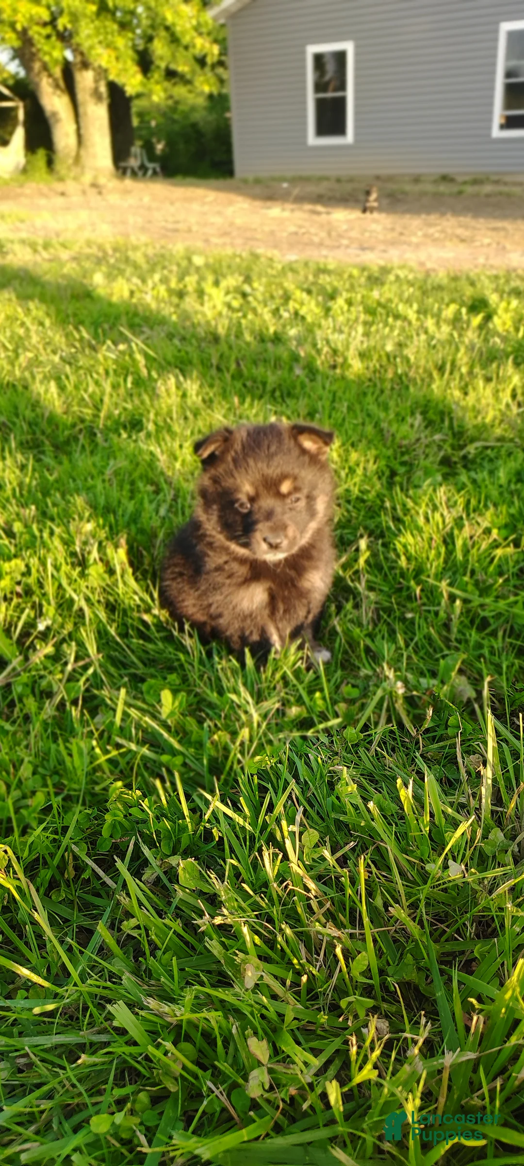 Mixed Breed dogs for sale: Oak - Ad 1