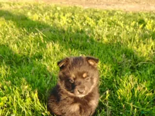 Mixed Breed dogs for sale: Oak - Ad 1