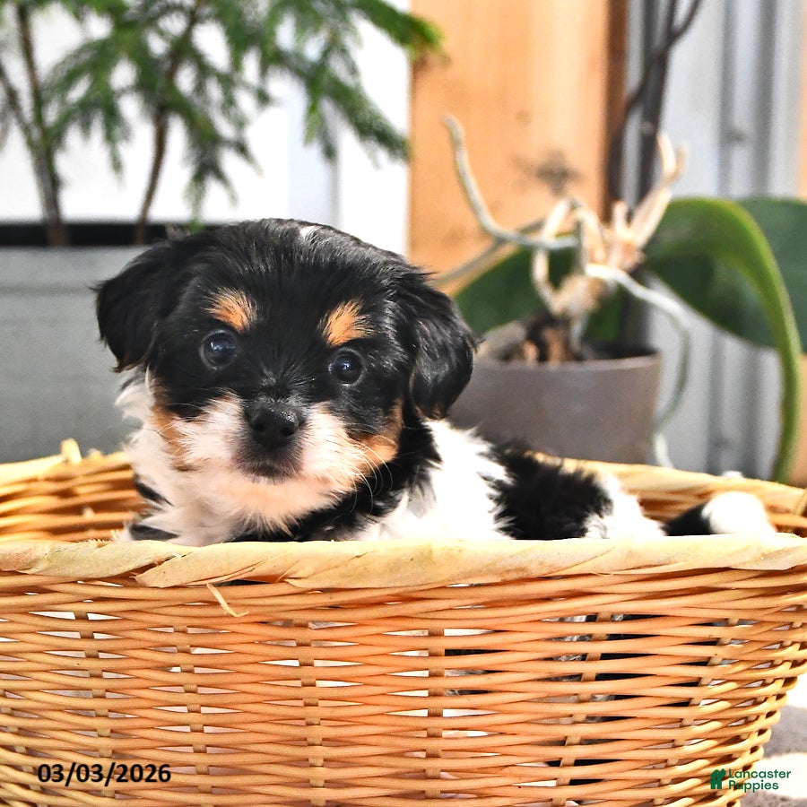 Mixed Breed dogs Jimmy - Ad 1