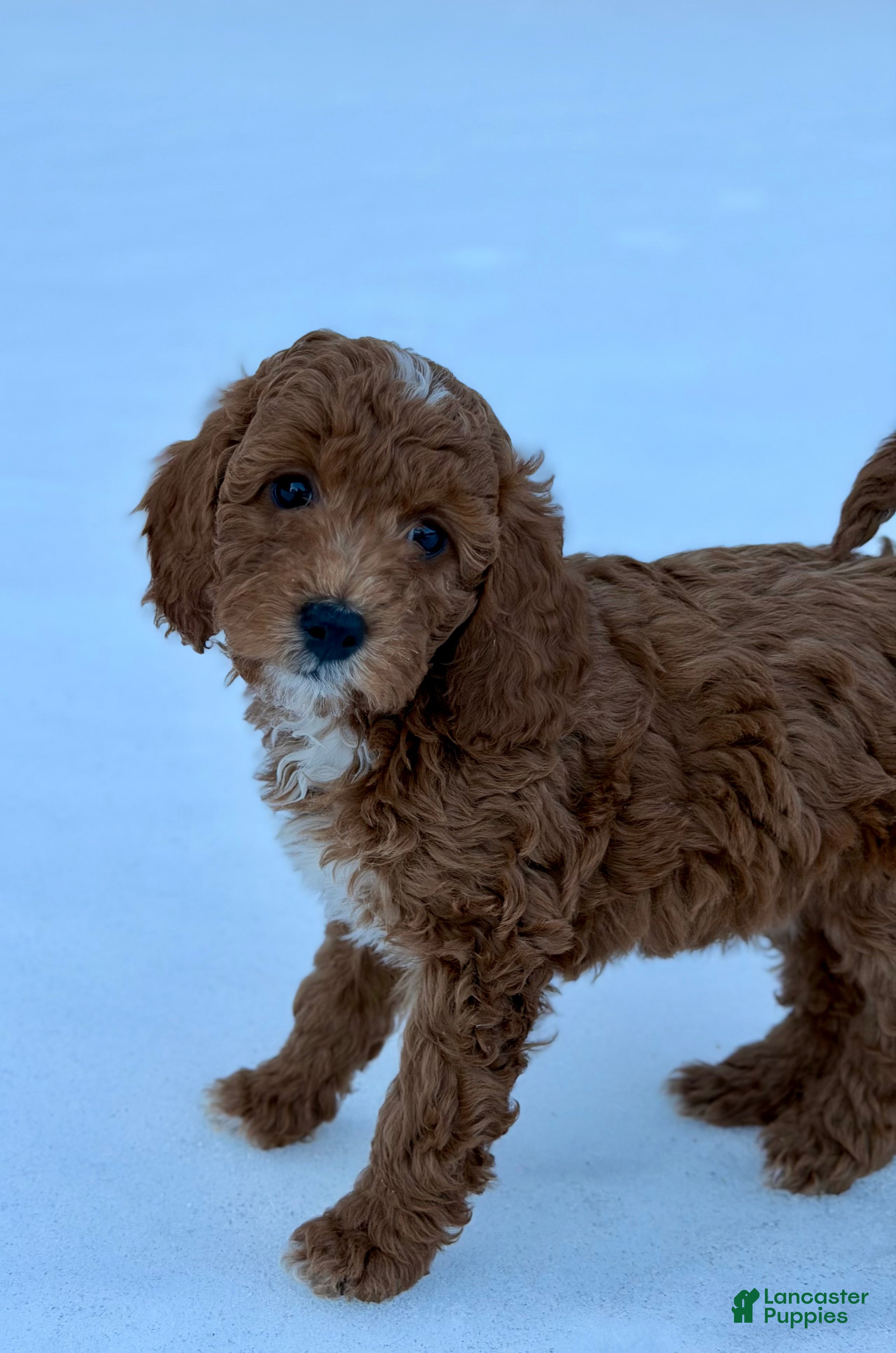 Mini Goldendoodle dogs Sprinkle-petite  - Ad 2