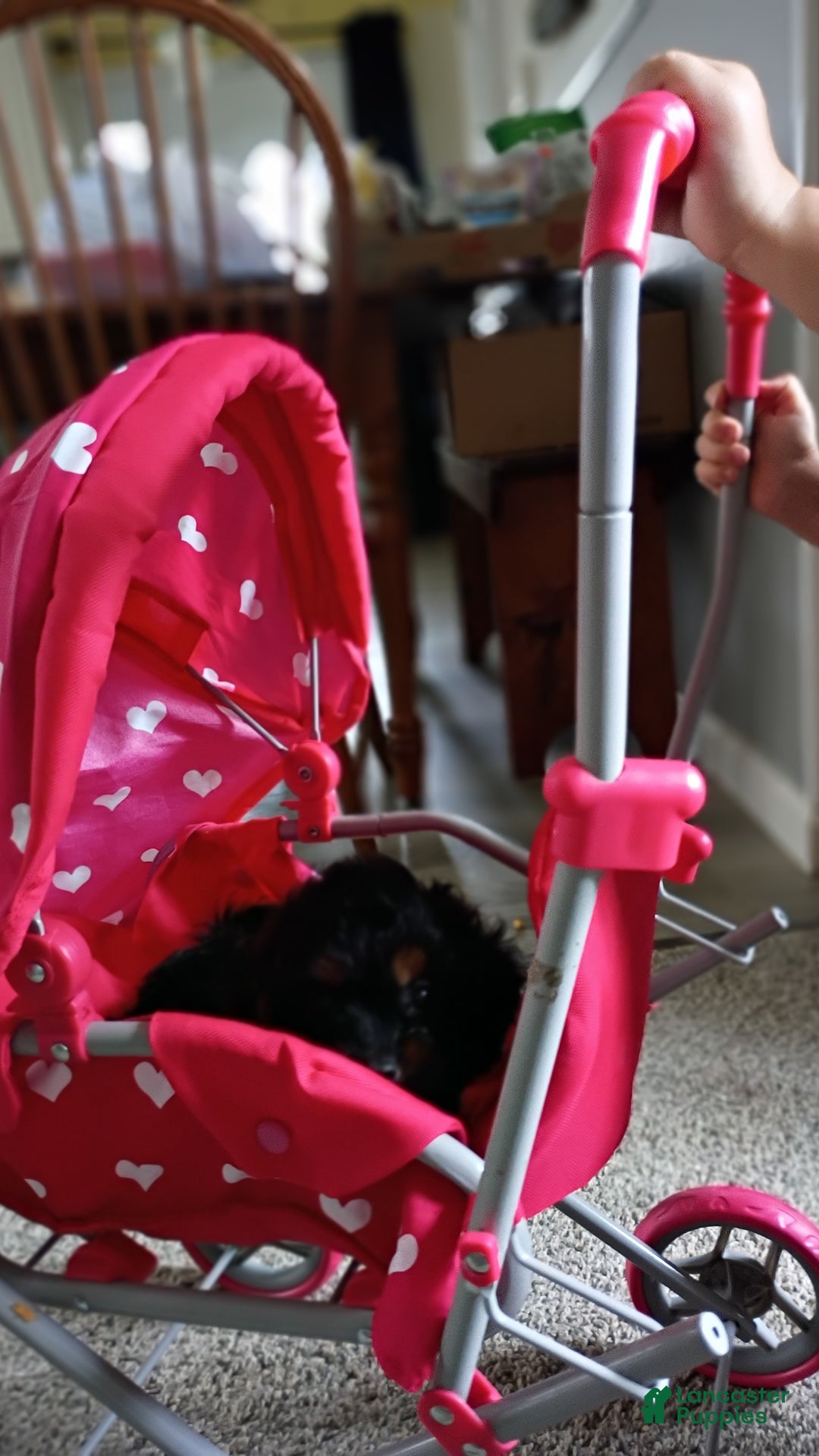 Cavapoo dogs for sale: Sasha - Ad 46