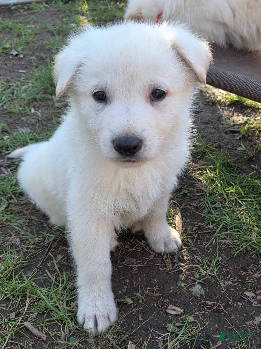 German Shepherd dogs for sale: White German Shepherd Puppy - Blue - Ad 1