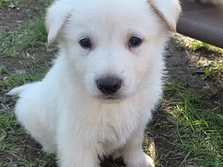 German Shepherd dogs White German Shepherd Puppy - Blue - Ad 18