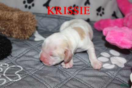 Cocker Spaniel dogs Krissie - Ad 2