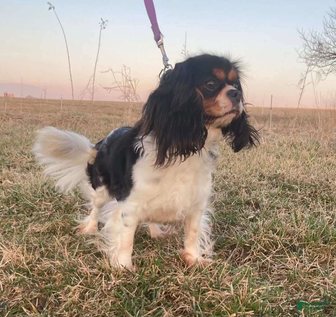 Cavalier King Charles Spaniel dogs for sale: Belinda - Ad 3