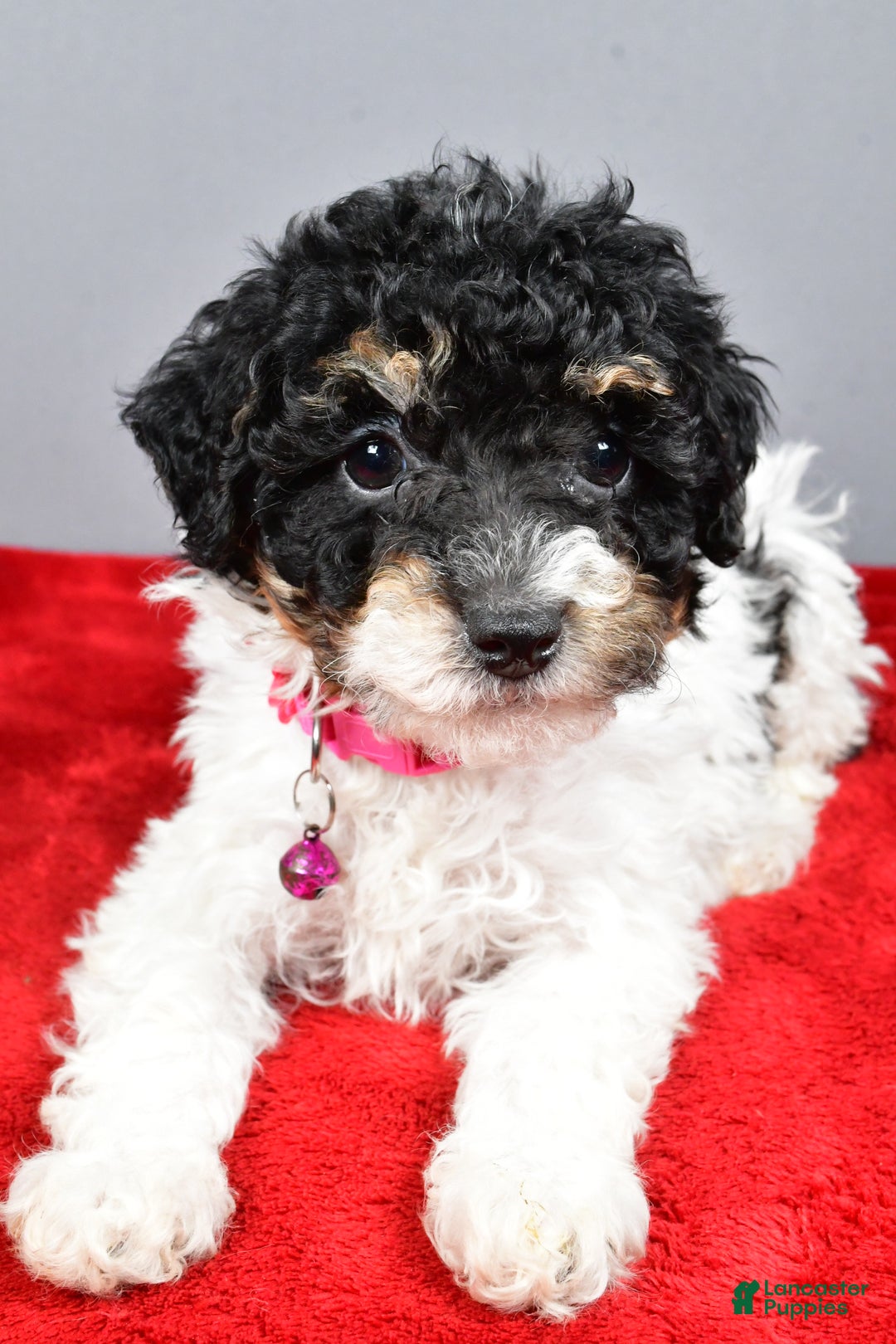 Miniature Poodle dogs for sale: Allison - Ad 4