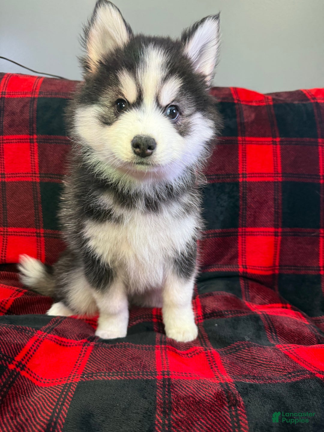 Pomsky dogs for sale: Astro - Ad 8