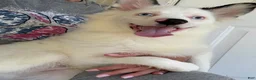 Pomsky dogs for sale: Prince  - Ad 6