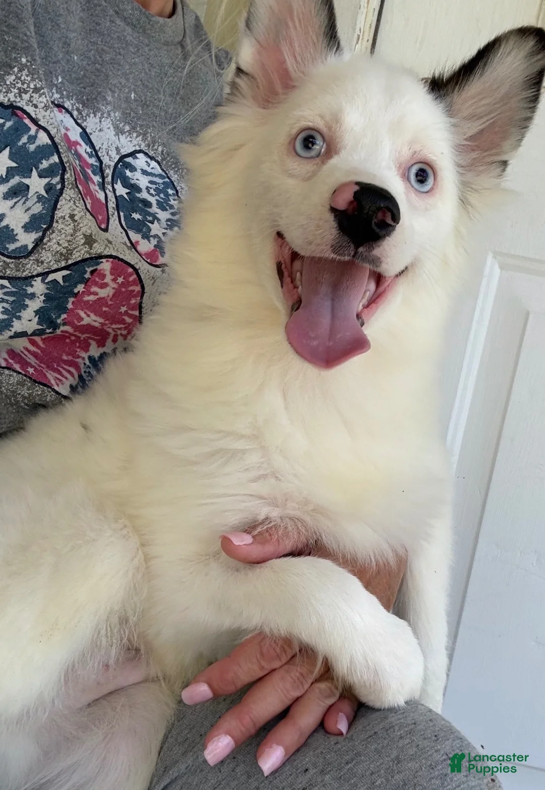 Pomsky dogs for sale: Prince  - Ad 6