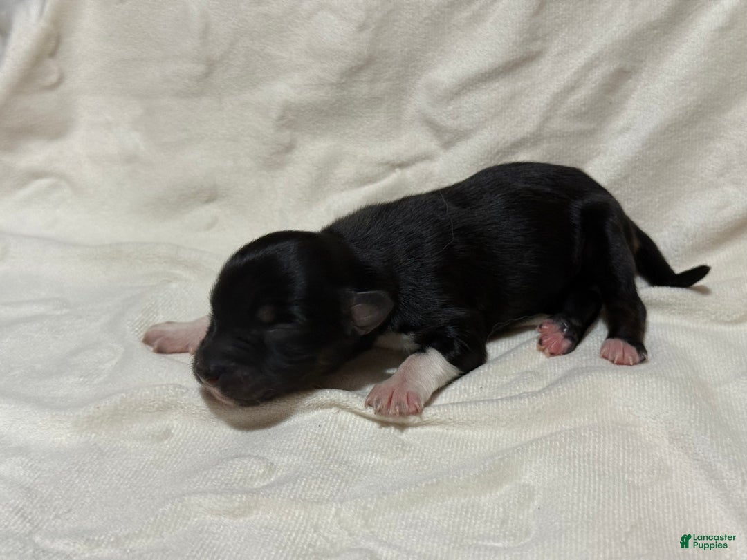 Australian Shepherd dogs for sale: Ivy - Ad 1