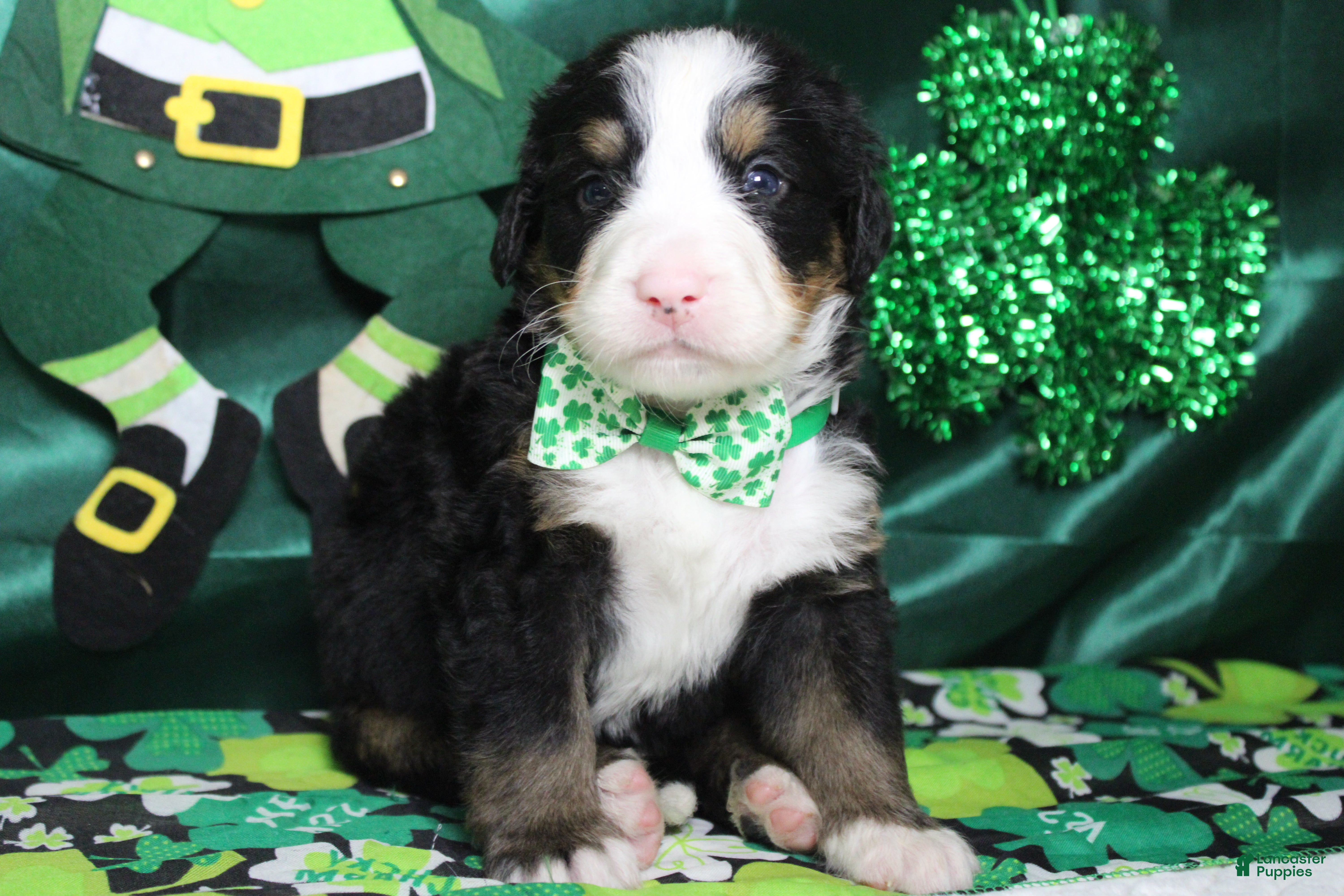 Bernese Mountain Dog dogs Moose  - Ad 36