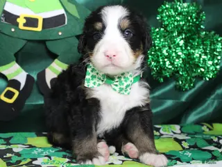 Bernese Mountain Dog dogs Moose - Ad 36