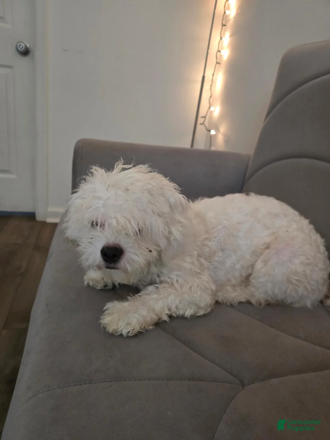 Maltese dogs for sale: Maltese 1 - Ad 3