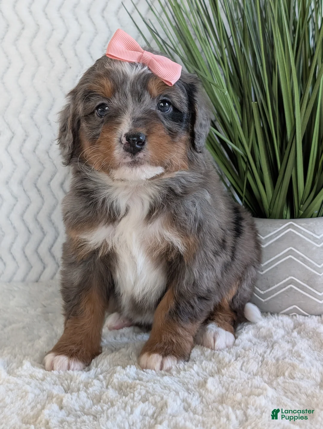 Mini Bernedoodle dogs for sale: Mini Pearl  - Ad 5