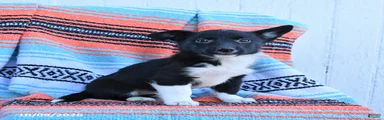 Dixie