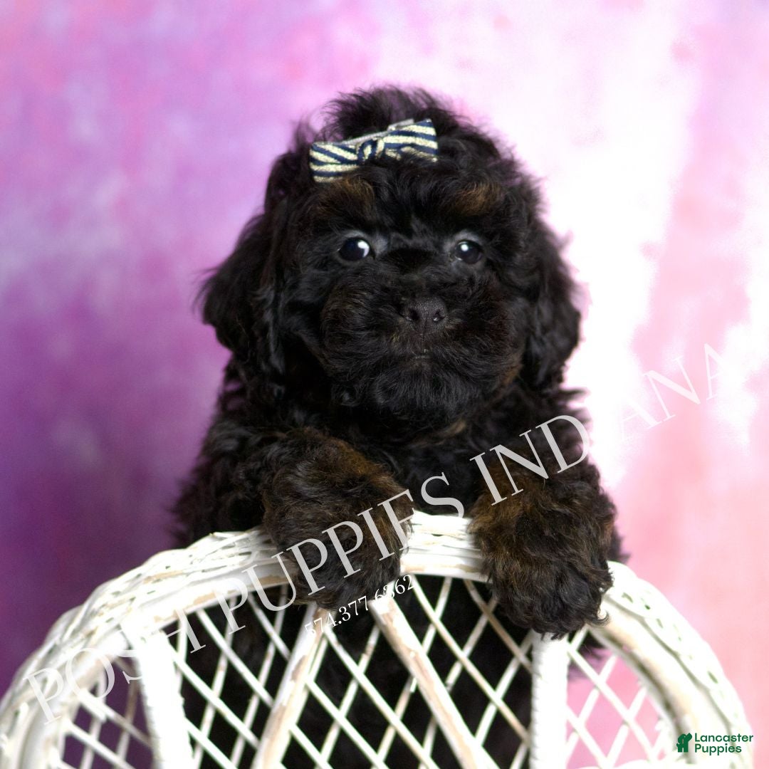 Standard Poodle dogs Frosty - Ad 28