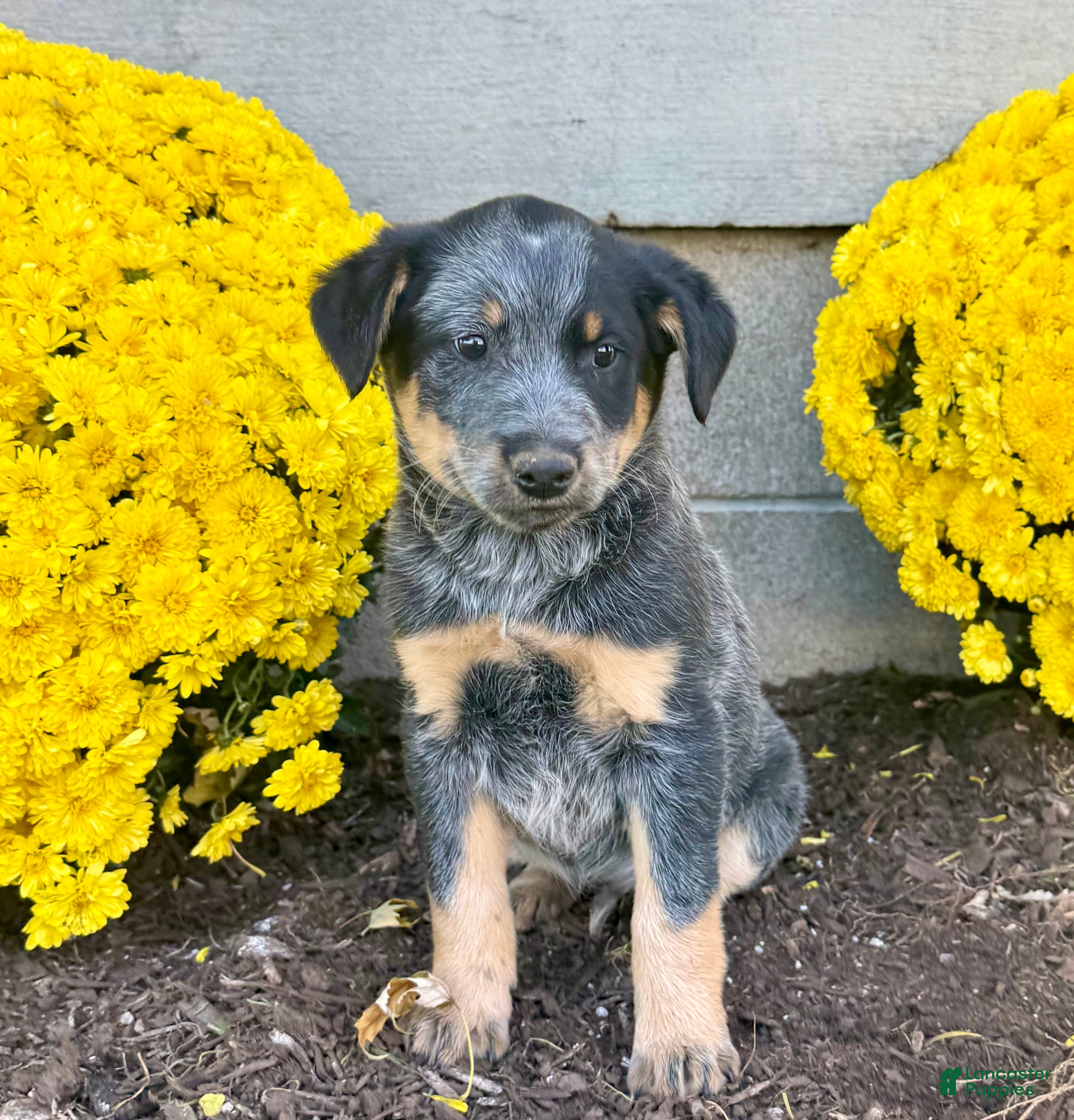 Australian Cattle Dog dogs for sale: Diamond - Ad 1