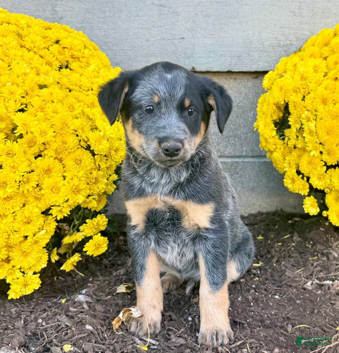 Australian Cattle Dog dogs for sale: Diamond - Ad 1
