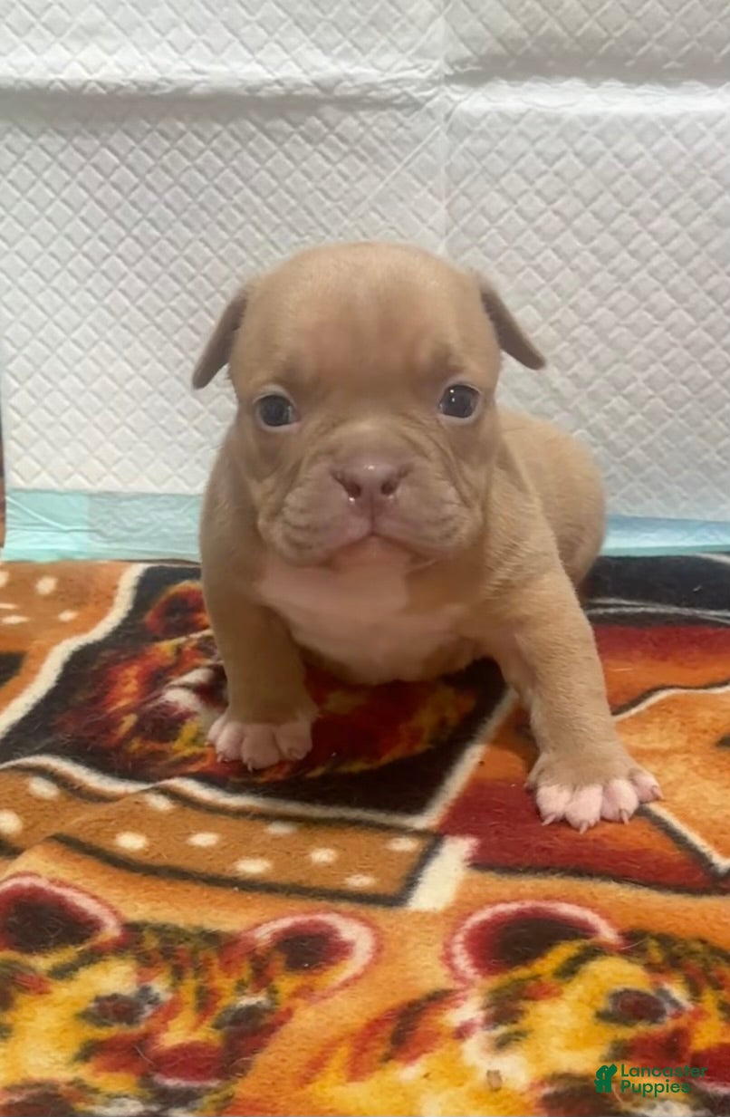 American Bully dogs Saweetie 2.0 - Ad 1