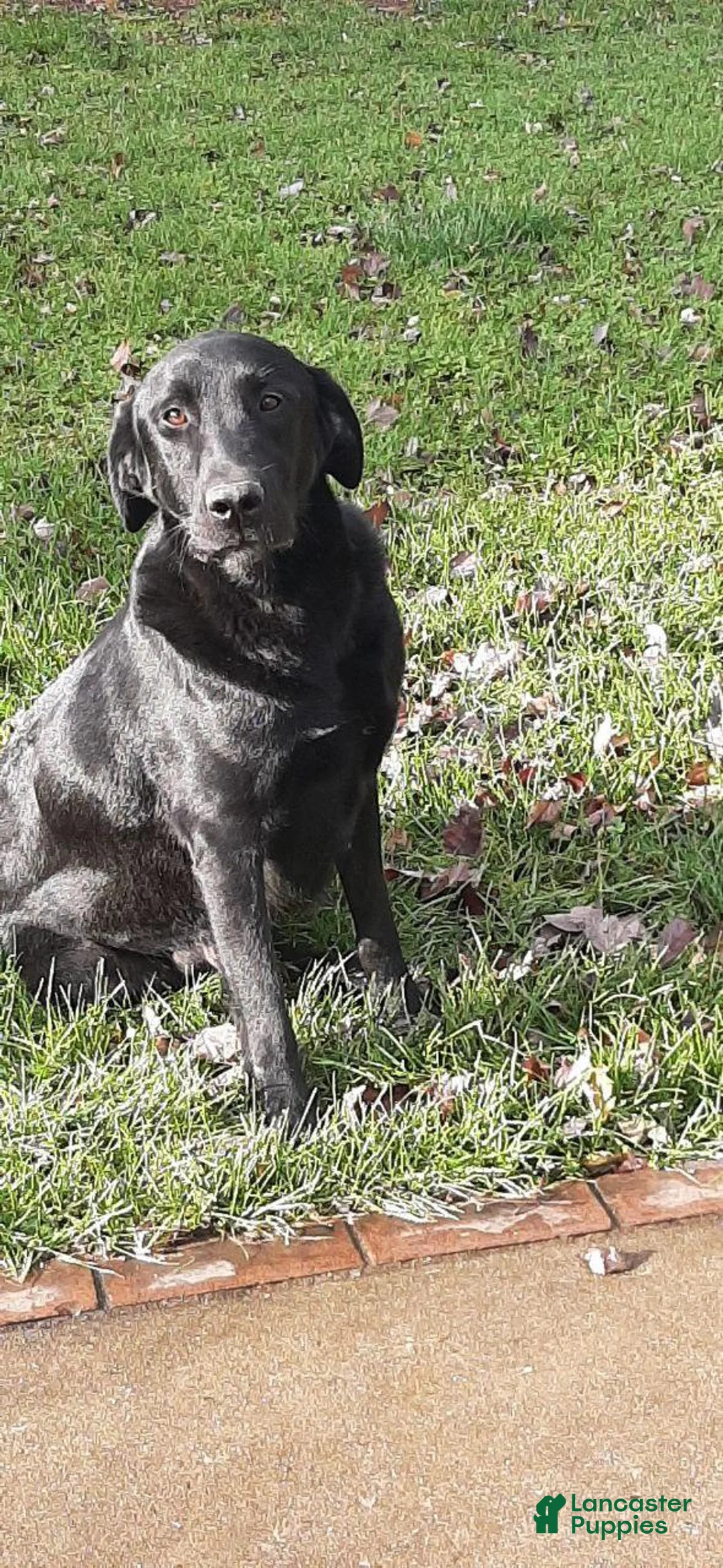 Labrador Retriever dogs for sale: Samantha Labrador Retriever  - Ad 18