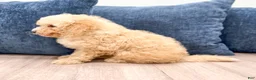Miniature Poodle dogs for sale: Buddy - Ad 3