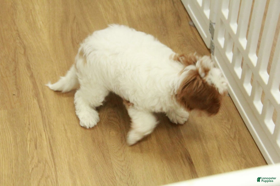 Cavapoo dogs for sale: Mia - Ad 8
