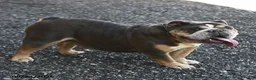 English Bulldog dogs for sale: Blueberry - Ad 5