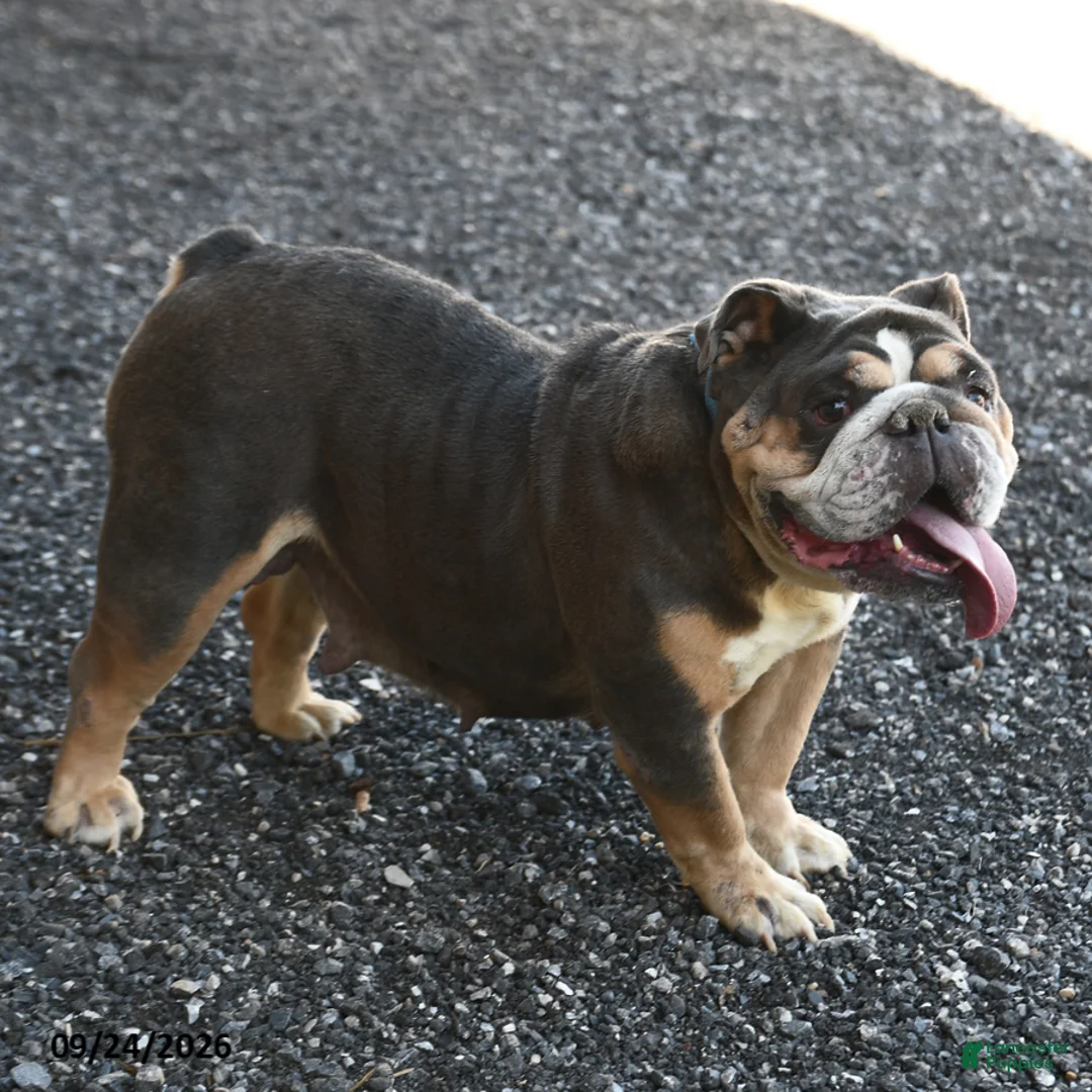 English Bulldog dogs for sale: Blueberry - Ad 5