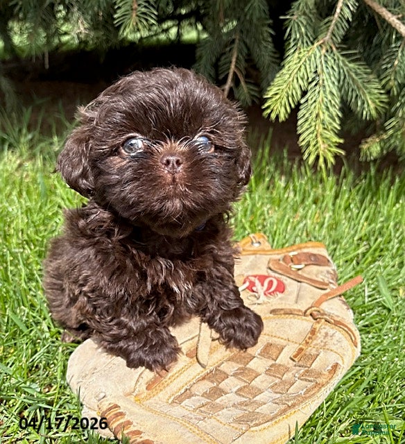 Shih Tzu dogs Truly - Ad 2